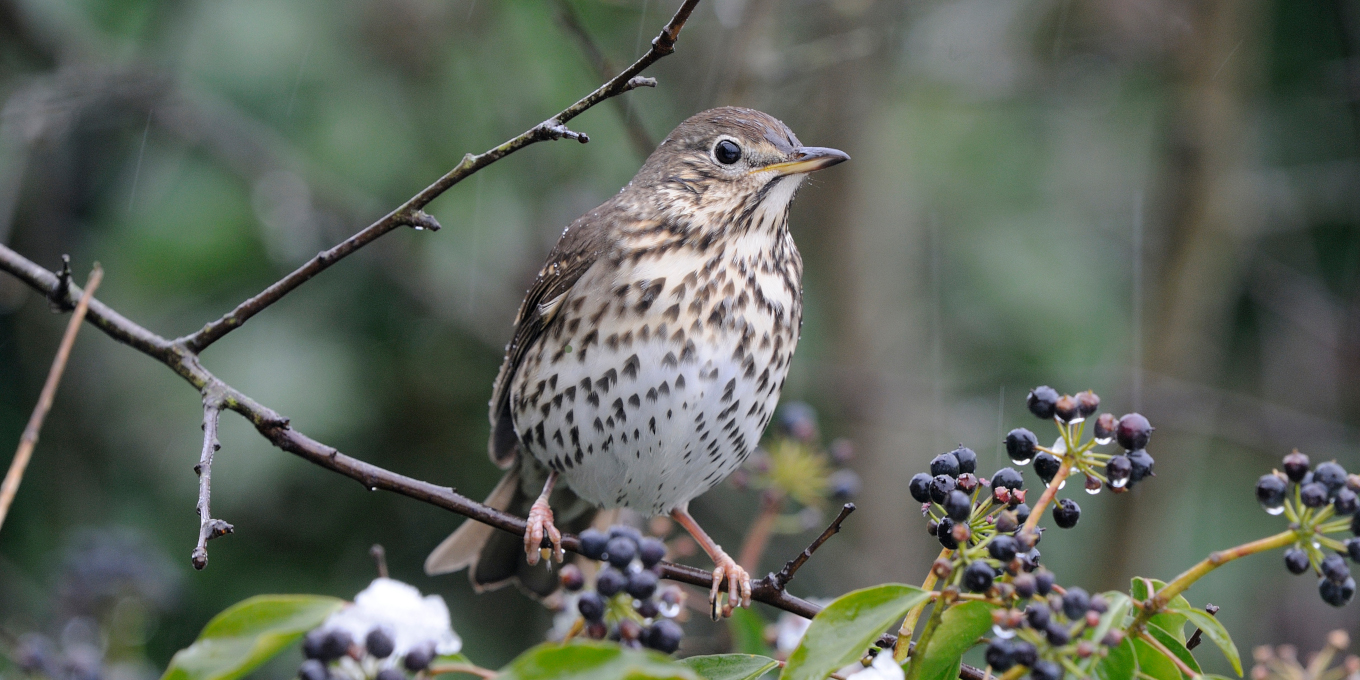 Grive musicienne (Turdus philomelos)